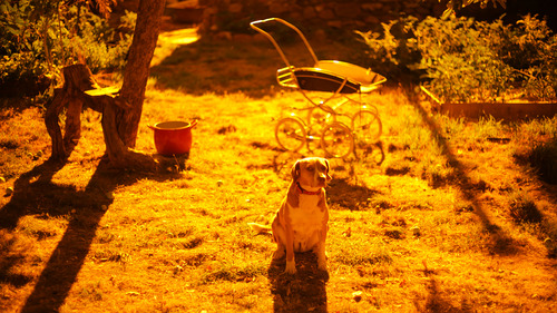 Homo Sapiens Project (157) - 