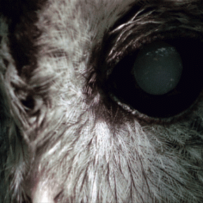 UNDERGROWTH by Robert Todd&nbsp;(USA)