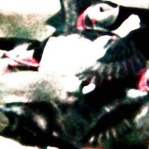 Birds by the Sea (prayer) by Wolfgang Lehmann&nbsp;(SWE/DEU)