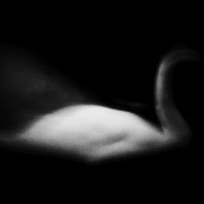 The Tide Brings the Birds Underwater by Sebastian Eklund&nbsp;(SWE)